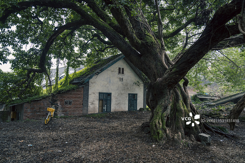 岁月沧桑的百年老树与老房子图片素材
