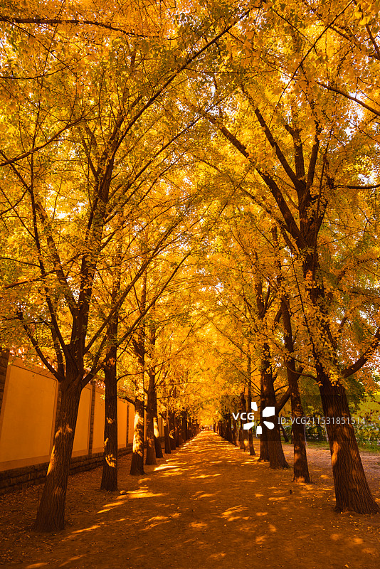 北京钓鱼台国宾馆银杏大道图片素材