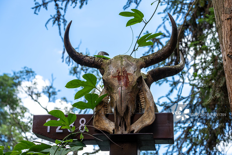 神秘的森林牛头标记图片素材