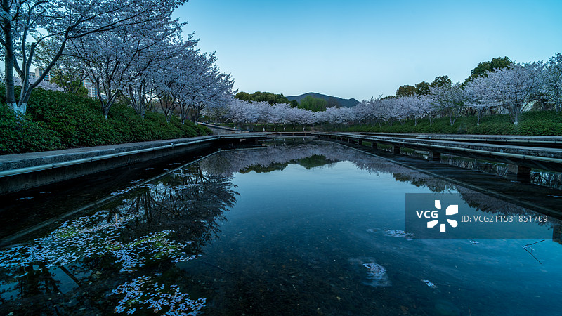 诺贝尔湖樱花图片素材