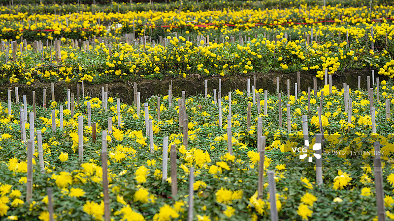 秋天徽州菊花盛开图片素材