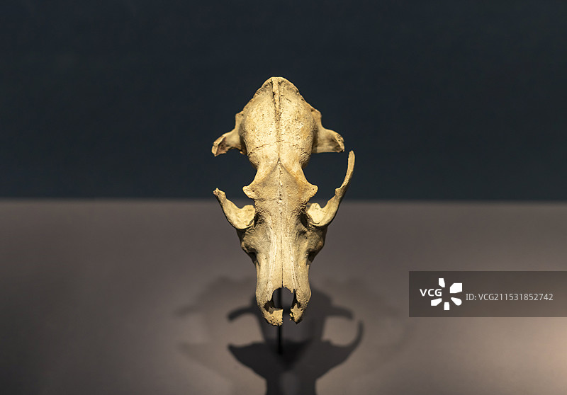 狗头骨 新石器时代井头山遗址 距今约8300-7800年 井头山遗址出土 浙江省博物馆之江馆图片素材