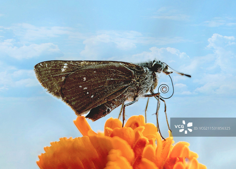 稻弄蝶图片素材