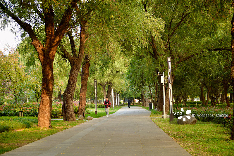 深秋时节·郑州古树苑图片素材