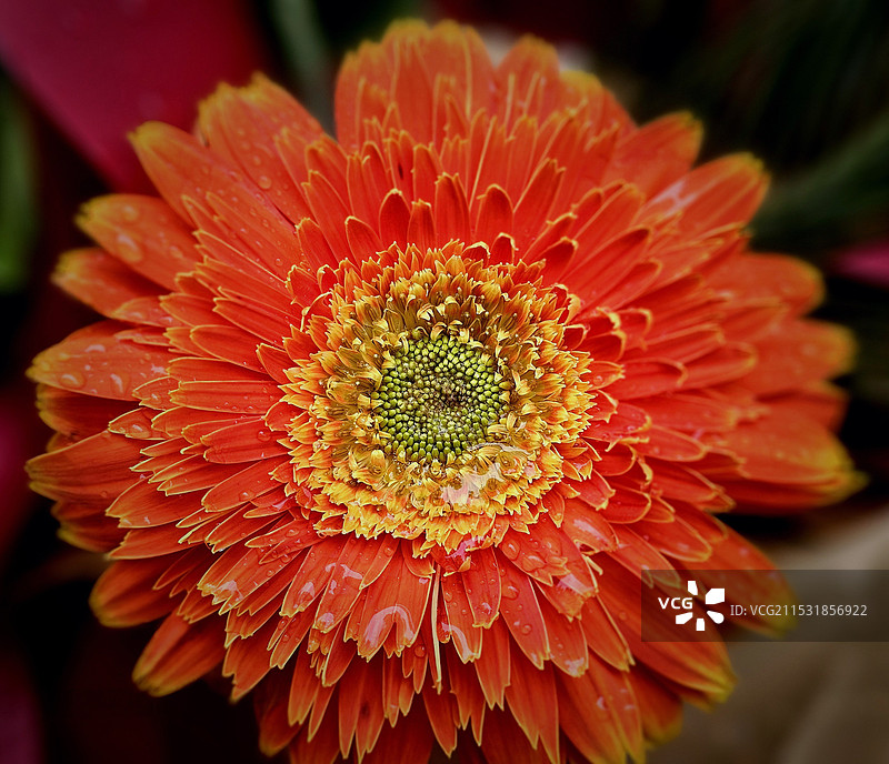 橙花飞蓬：橙花飞蓬属于菊科飞蓬属，是一种多年生草本植物，通常生长在海拔2100-3400米的高山草地图片素材