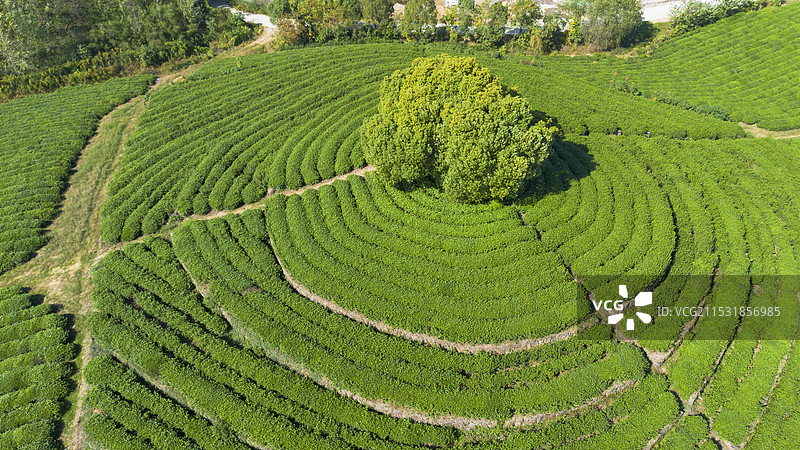 航拍茶园里的道路图片素材
