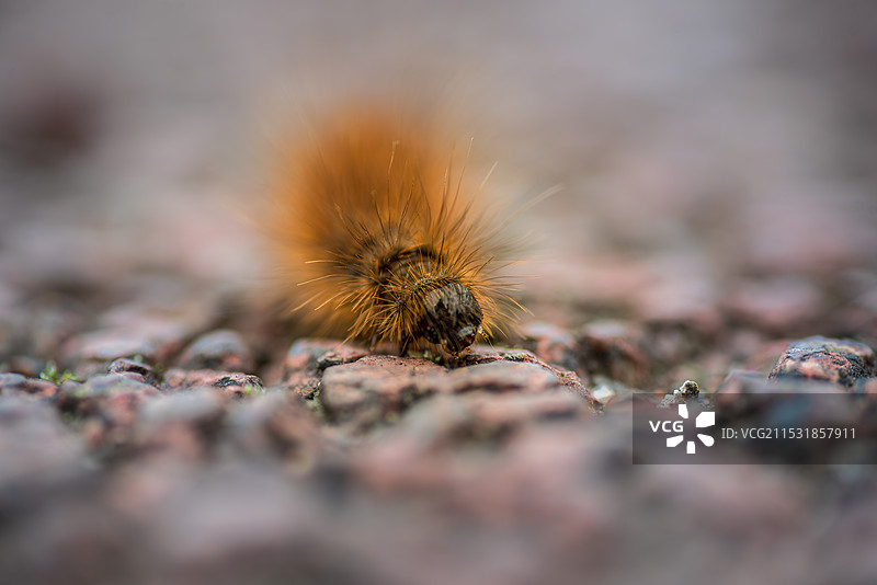 岩石上的毛虫特写镜头图片素材