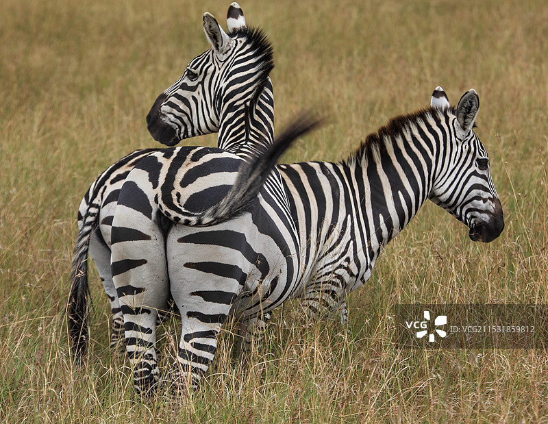 斑马双头双尾图片素材
