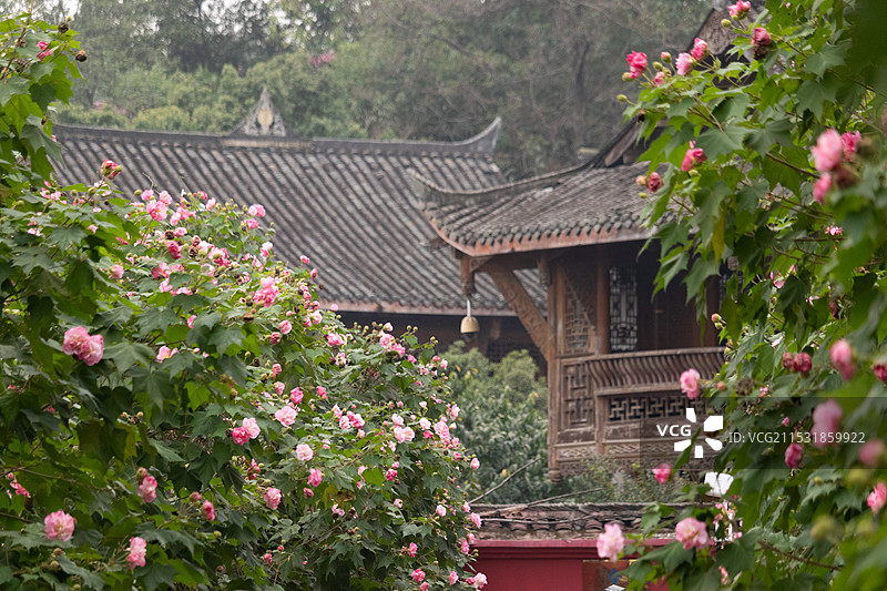 中国四川成都市青龙湖公园，秋天寒露时节，盛开的娇艳木芙蓉花，清新唯美花卉与古建筑亭台楼阁风景图片素材