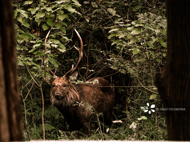 野生的鹿图片素材