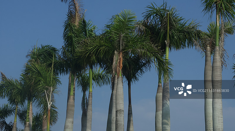 椰子树图片素材