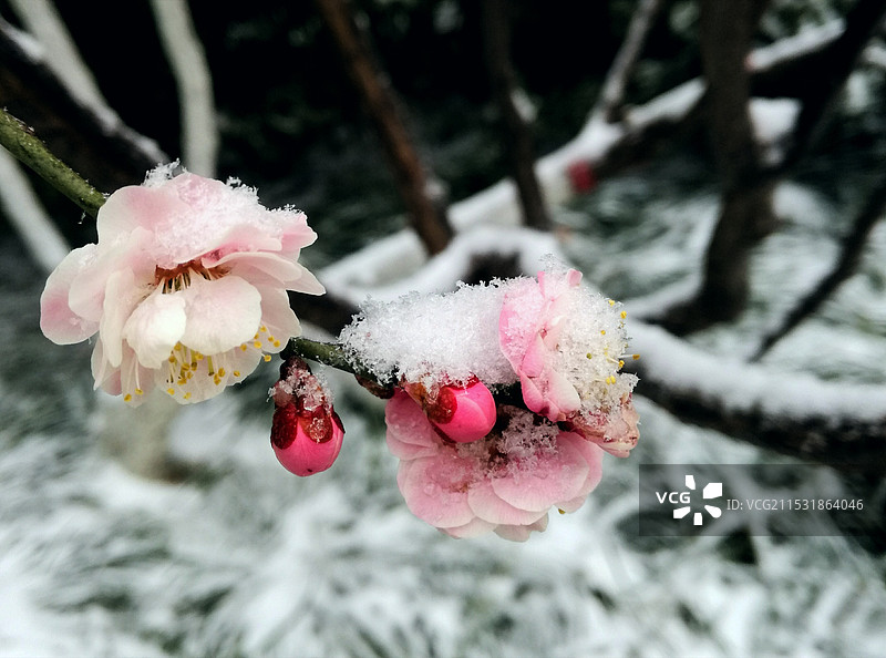 雪梅图片素材