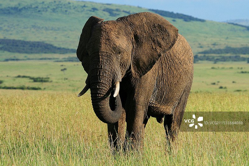 孤独的大象图片素材