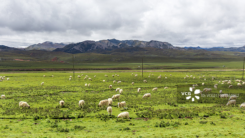 晴天的祁连山大草原图片素材