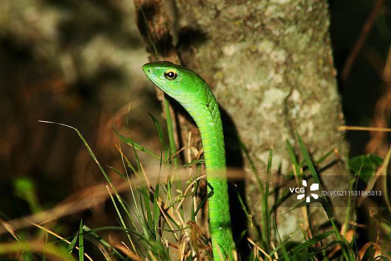 外表优雅的竹叶青蛇图片素材