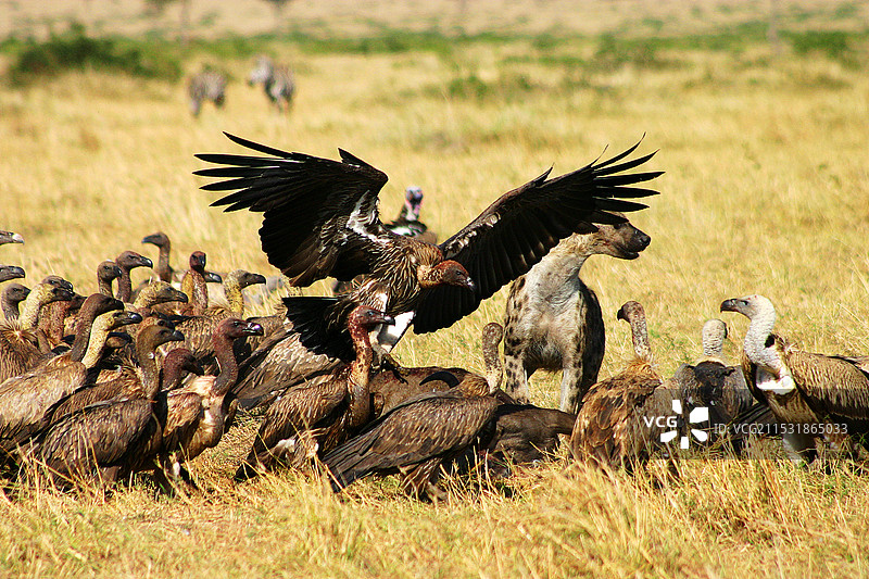 凶狠的秃鹫图片素材