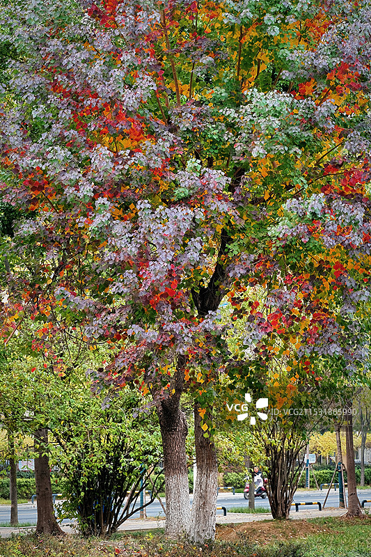 五彩幸运树图片素材