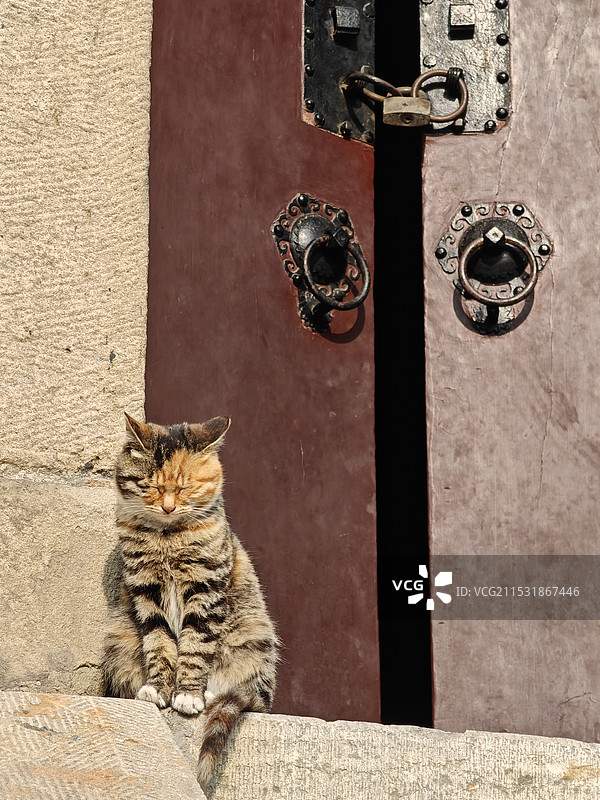 守门的猫咪图片素材