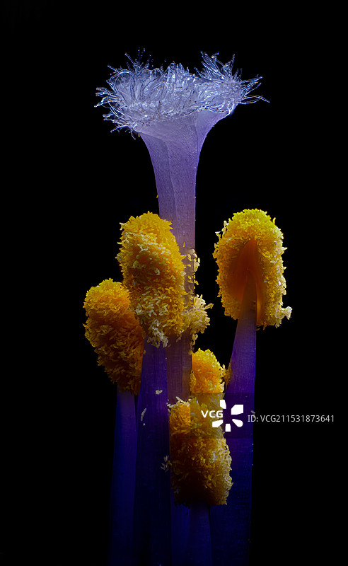 空气凤梨开花图片素材