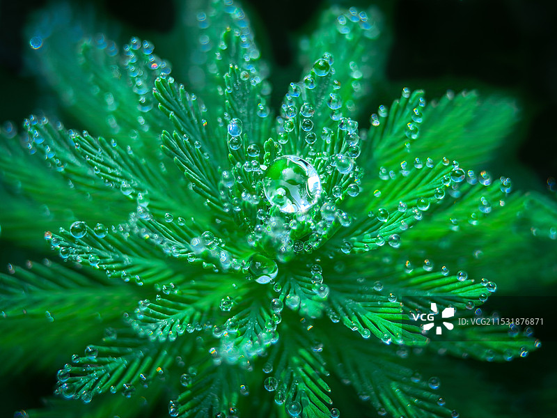 鼠尾草图片素材