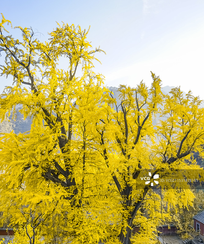 中国自然风光拍摄主题，山东泰安泰山，秋天的玉泉寺的千年银杏树黄了，户外白昼无人图像摄影图片素材