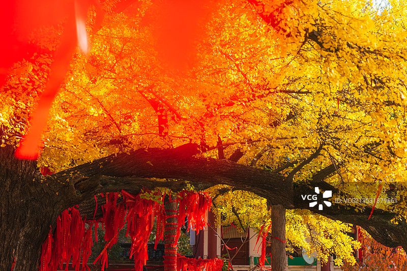 河南，平顶山市，鲁山，四棵树乡，平沟村，文殊寺，俺窟沱寺，唐贞观二年（628年）2800年树龄银杏图片素材