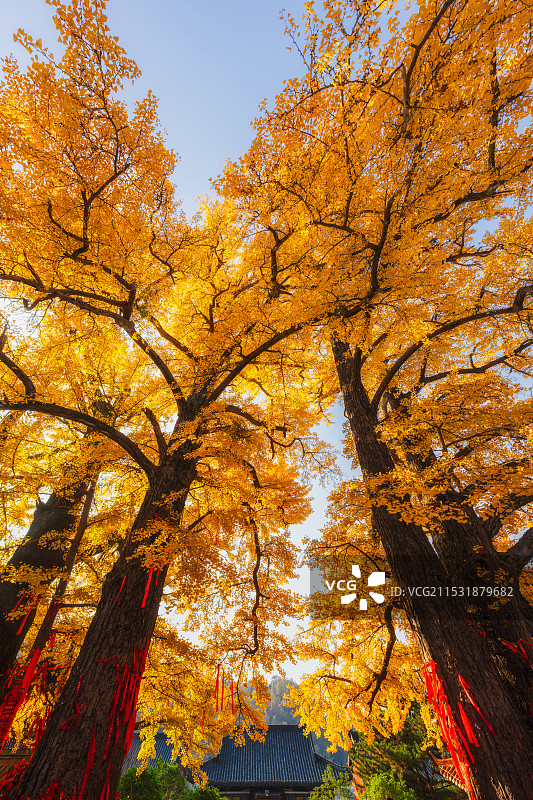 河南，平顶山市，鲁山，四棵树乡，平沟村，文殊寺，俺窟沱寺，唐贞观二年（628年）2800年树龄银杏图片素材