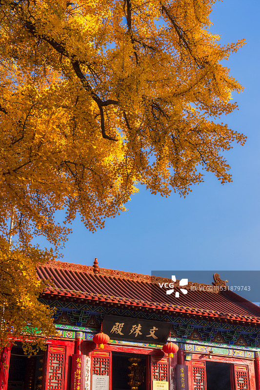 河南，平顶山市，鲁山，四棵树乡，平沟村，文殊寺，俺窟沱寺，唐贞观二年（628年）2800年树龄银杏图片素材