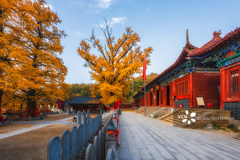 河南，平顶山市，鲁山，四棵树乡，平沟村，文殊寺，俺窟沱寺，唐贞观二年（628年）2800年树龄银杏图片素材