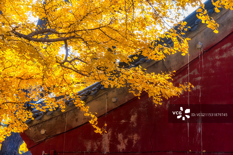 河南，平顶山市，鲁山，四棵树乡，平沟村，文殊寺，俺窟沱寺，唐贞观二年（628年）2800年树龄银杏图片素材