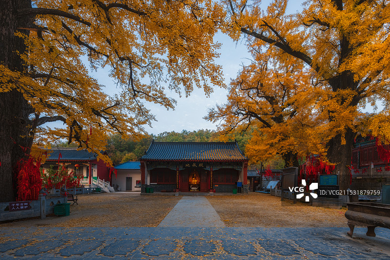 河南，平顶山市，鲁山，四棵树乡，平沟村，文殊寺，俺窟沱寺，唐贞观二年（628年）2800年树龄银杏图片素材