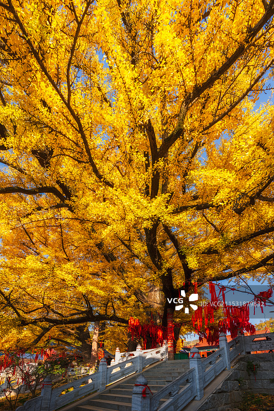 河南，平顶山市，鲁山，四棵树乡，平沟村，文殊寺，俺窟沱寺，唐贞观二年（628年）2800年树龄银杏图片素材