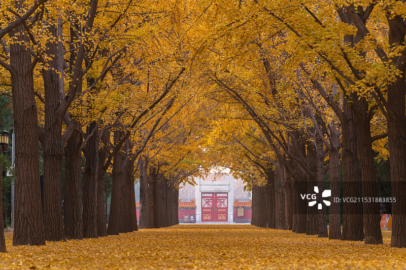 地坛银杏大道图片素材