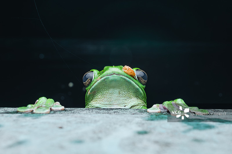 井蛙观天图片素材