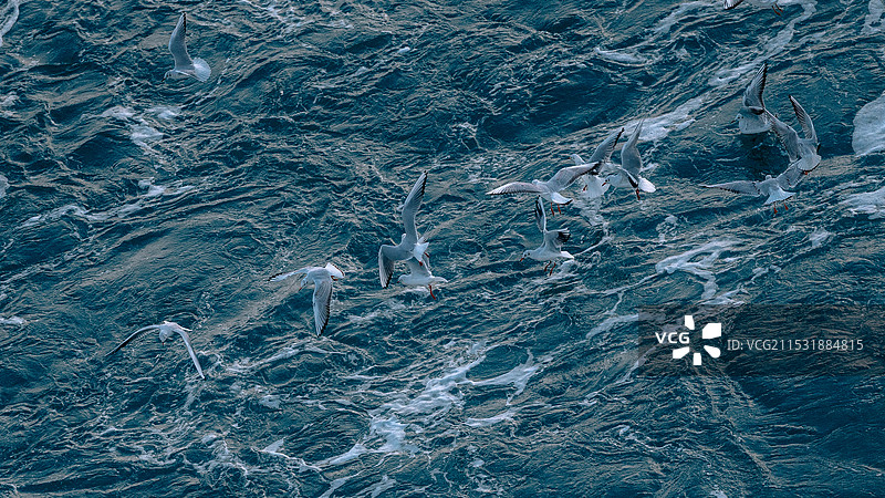 繁忙的渤海湾图片素材