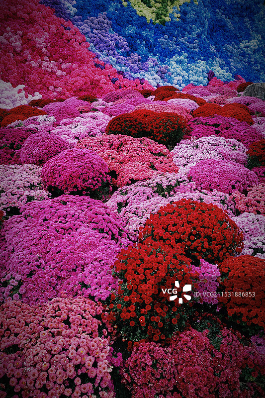 罗宁花园图片素材