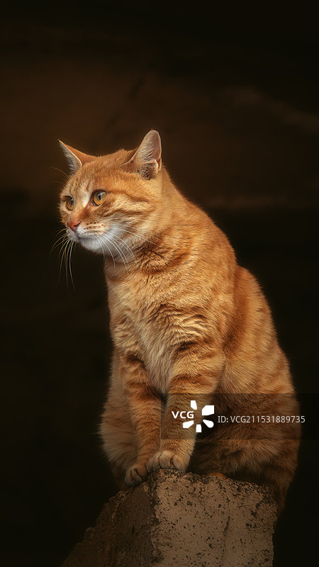 一只橘猫特写图片素材