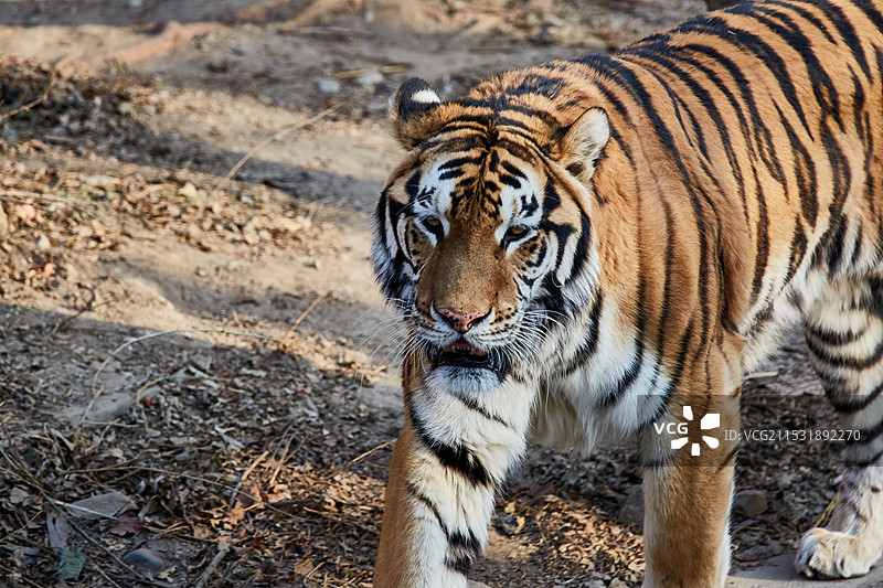 北京动物园东北虎图片素材