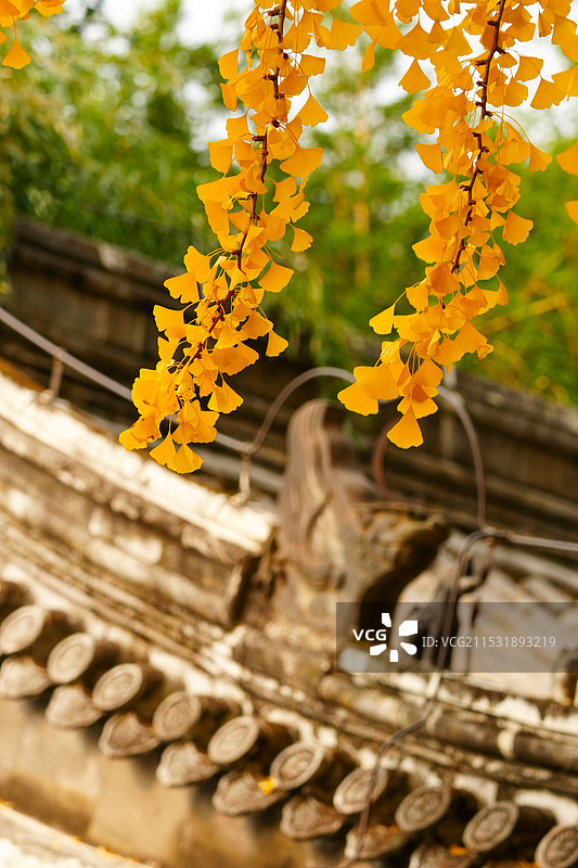 北京门头沟潭柘寺的秋色，银杏黄了，叶子红了图片素材