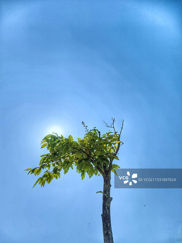蓝色背景下的一棵树图片素材