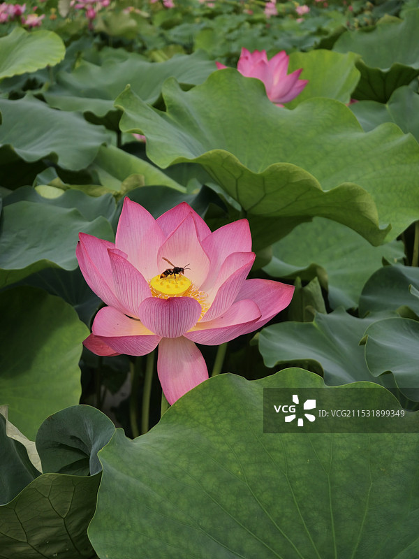 夏日荷花图片素材