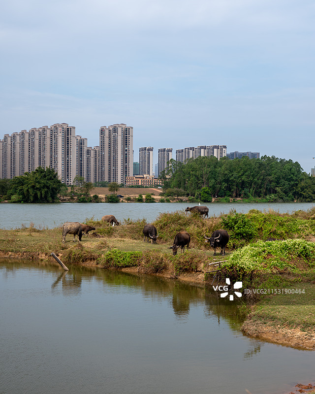 惠州：都市放牛图片素材