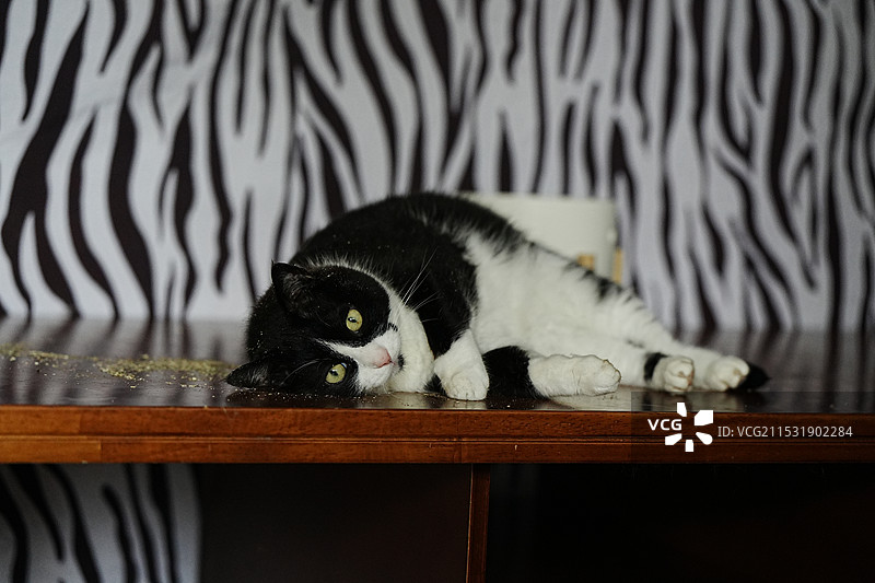 家养宠物猫中华田园猫黑白猫奶牛猫肖像写真图片素材