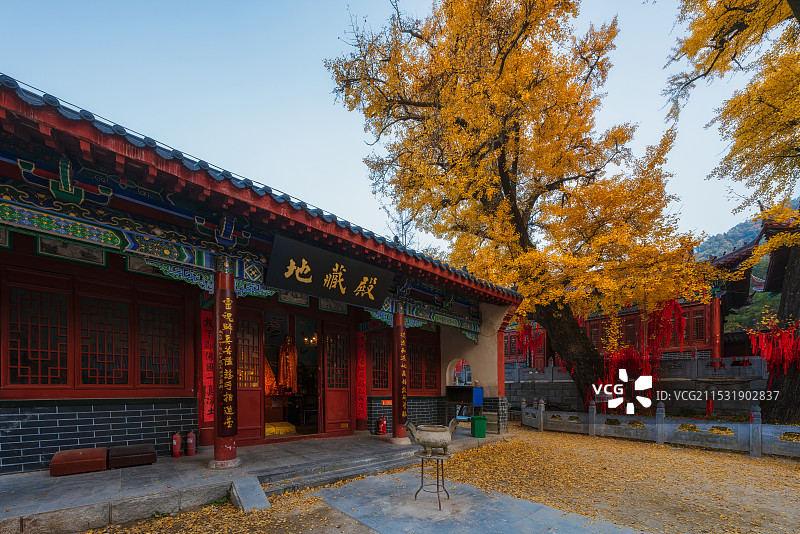 河南，平顶山市，鲁山，四棵树乡，平沟村，文殊寺，俺窟沱寺，唐贞观二年（628年）2800年树龄银杏图片素材