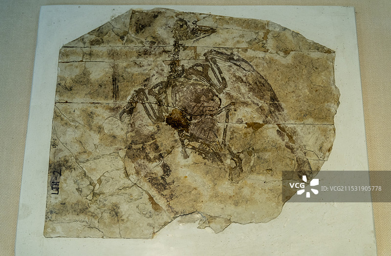 安徽省地质博物馆恐龙厅：孔子鸟（雌性）（早白垩世时代，辽宁朝阳产）图片素材