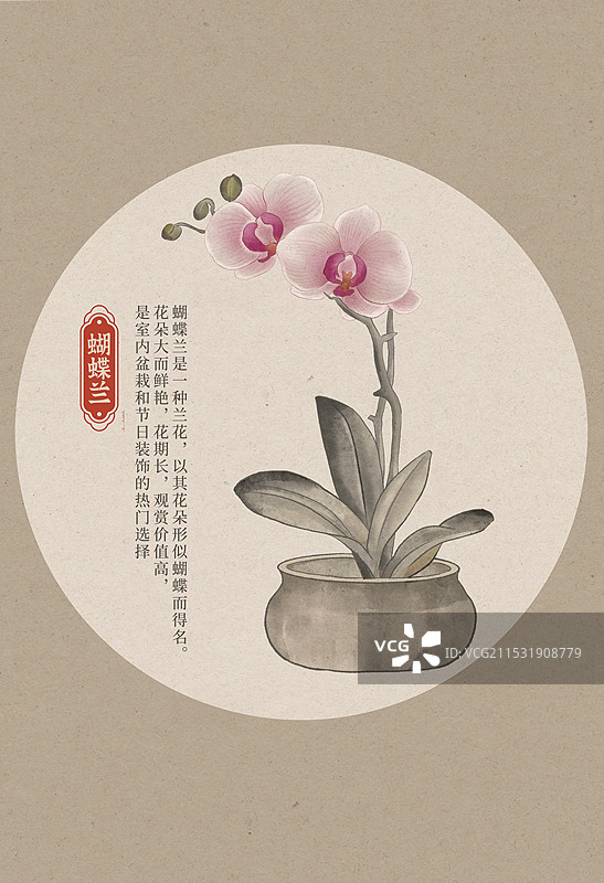 蝴蝶兰国潮国风水彩插画图片素材