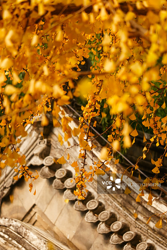 北京门头沟潭柘寺的秋色，银杏黄了，叶子红了图片素材