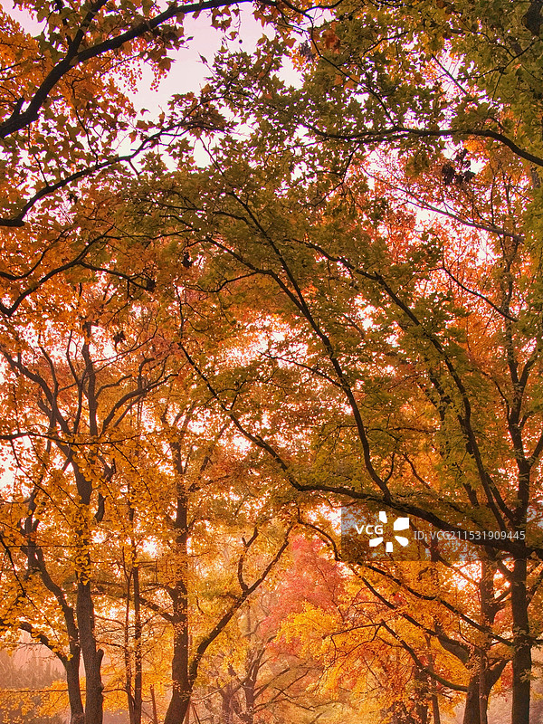 石象路秋意浓图片素材