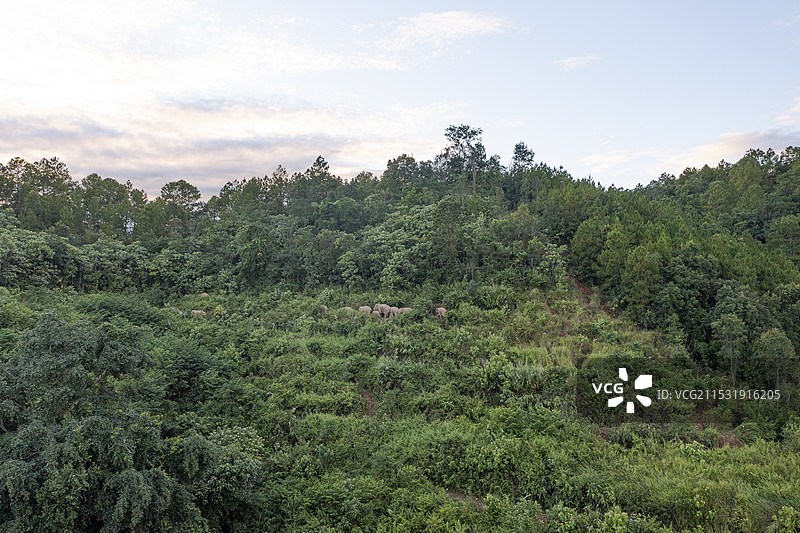 中国野象群图片素材