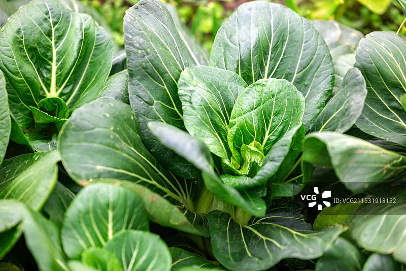 农村乡下菜园子种植的蔬菜小青菜图片素材